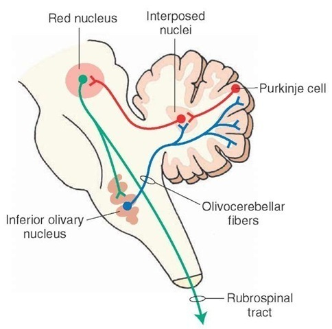 <p>Inferior olivary nucleus, </p><p>Medial accessory olivary nucleus, </p><p>Dorsal accessory olivary nucleus</p>