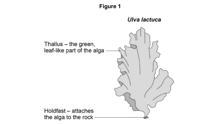 <p><em>Ulva lactuca</em> is an alga that lives on rocks on the seashore. It is regularly covered by seawater. Figure 1 shows a diagram of one <em>Ulva lactuca </em>alga. </p><p>Unlike plants, Ulva lactuca does not have xylem tissue. Suggest how Ulva lactuca is able to survive without xylem tissue(1)</p>