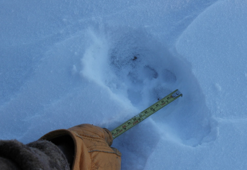 <p>Is this the left or right paw?</p>