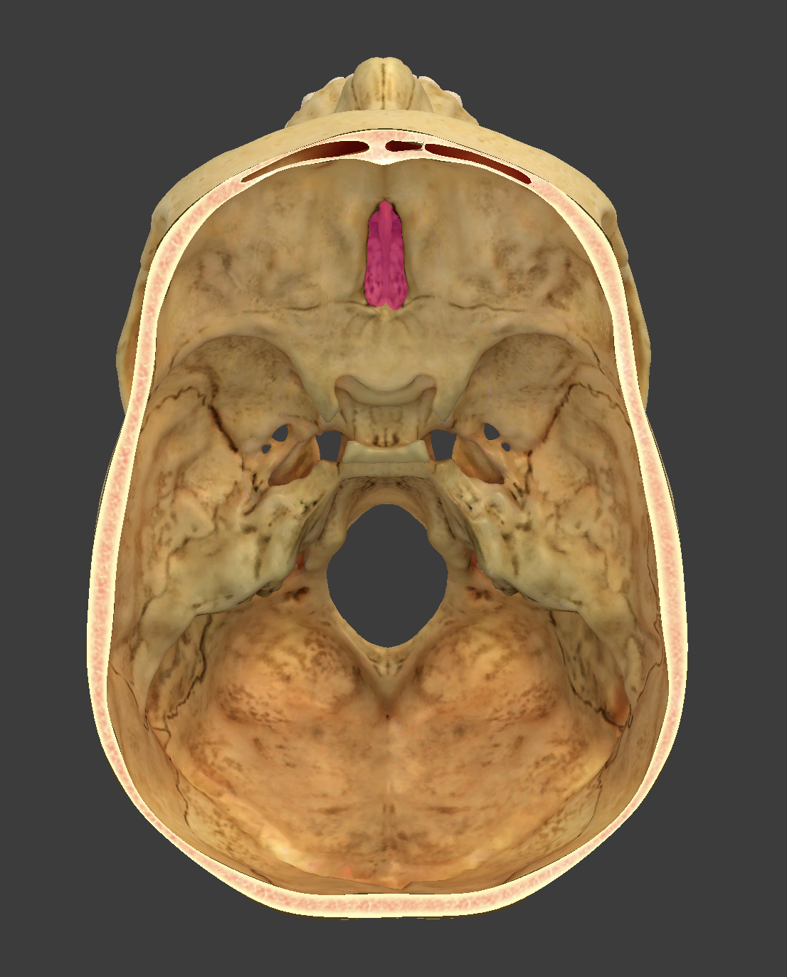 <p>bone/structure highlighted in pink</p>