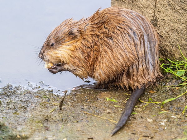 <p>Common Name: Muskrat</p><p>*Must know skull</p><p>**Skin in lab</p>