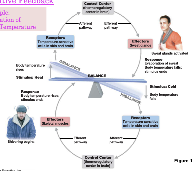 <p>Regulation of Body Temperature </p>