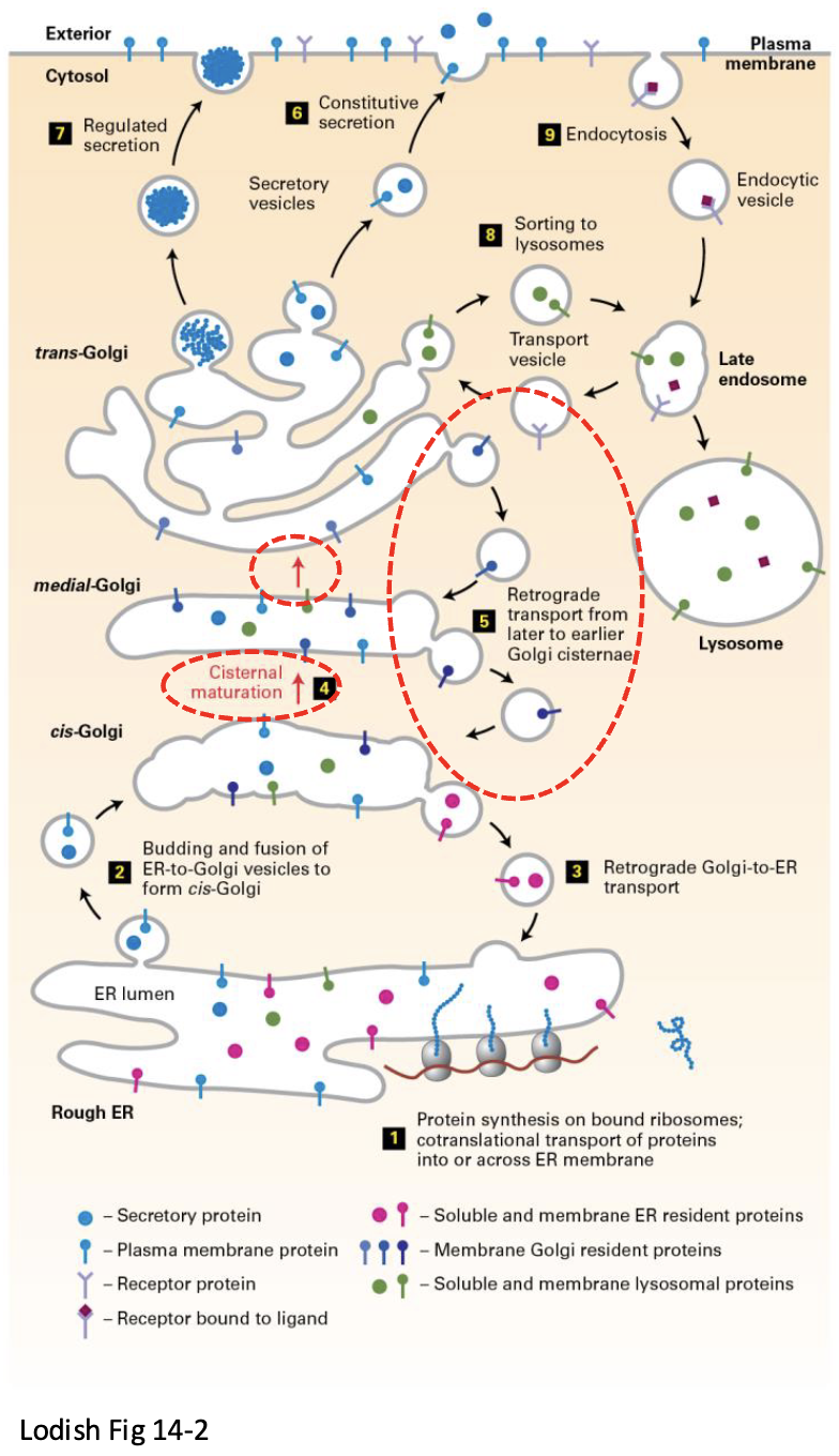 <p>These complexes are constantly in flux and forming in the order:</p><p>ER→cis-Golgi→Golgi Cisternae→Medial→trans→vesicles</p><ul><li><p><span>Golgi subcompartments are dynamic structures</span></p></li><li><p><span>composition of each subcompartment changes while</span><br><span>moving from cis to trans through complex</span></p></li><li><p>Golgi complex persists (structurally &amp; functionally) because COPI transport vesicles continually move resident Golgi proteins back (retrograde) to the proper subcompartment</p></li></ul><p></p>