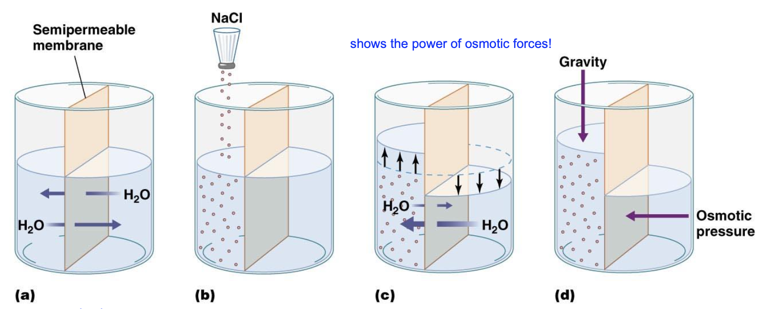 <p>Concerning osmotic pressure, describe what’s happening in panels a)-d). (3)</p>