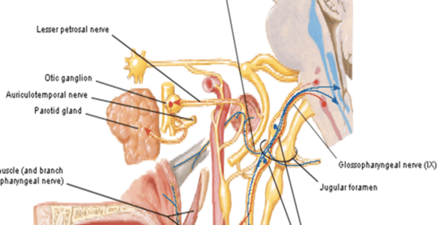 <p>what is the course of the lesser pectoral nerve of the versceral motor branch of CN IX?</p>