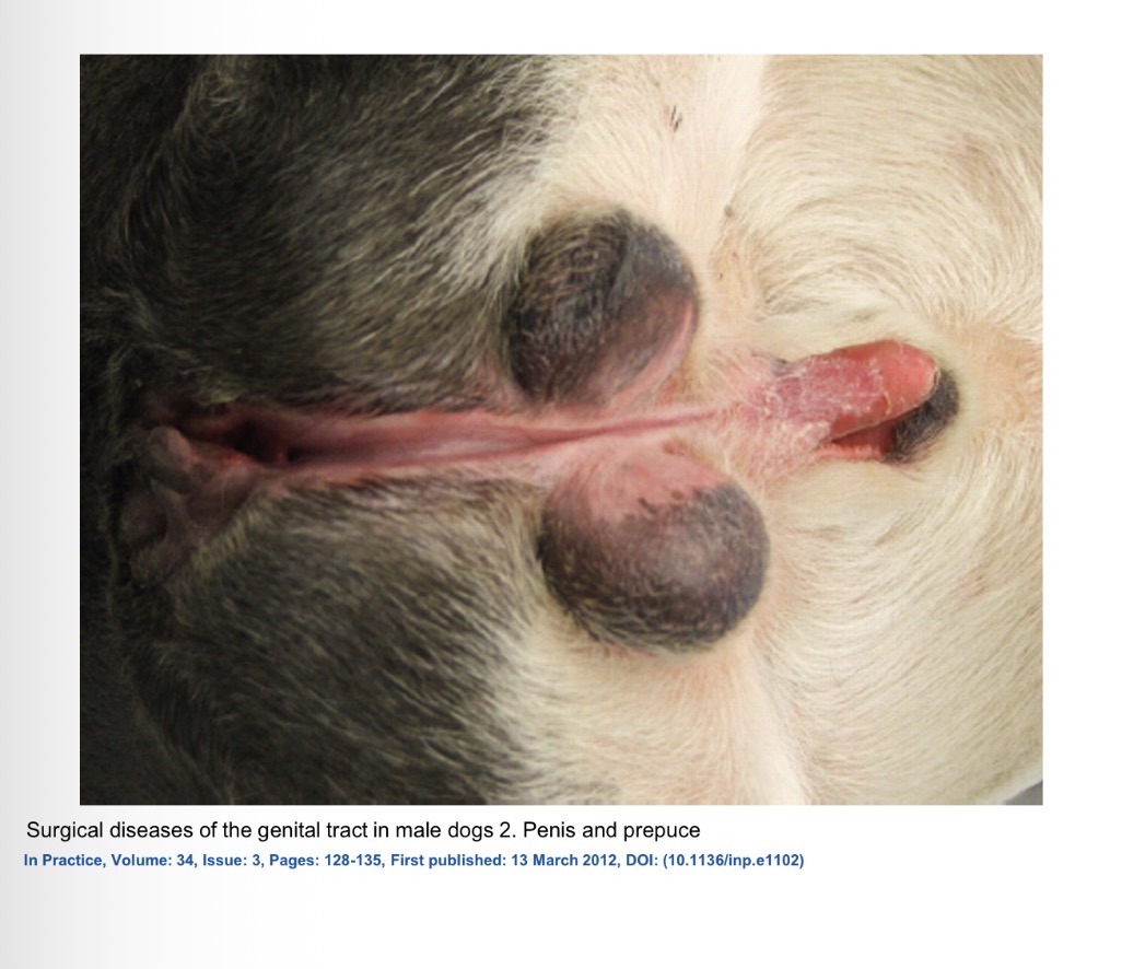 <p>hypospadias/ epispadias - def</p>