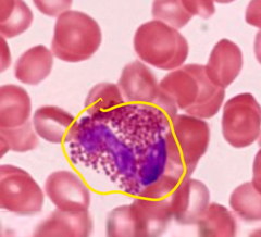 <p>What cell is this?</p>