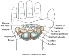 <p>The carpal tunnel and the median nerve and extrinsic flexors of the digits pass through this</p>