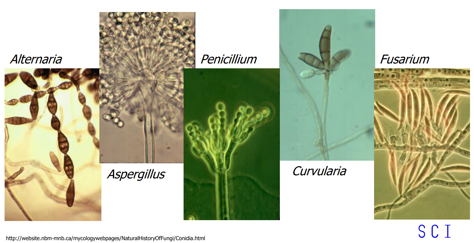 <ul><li><p>uměle vytvořená skupina zahrnující nepohlavně se rozmnožující mikromycety (anamorfy) produkující konidie přímo na hyfách nebo konidioforech </p></li></ul><p></p>