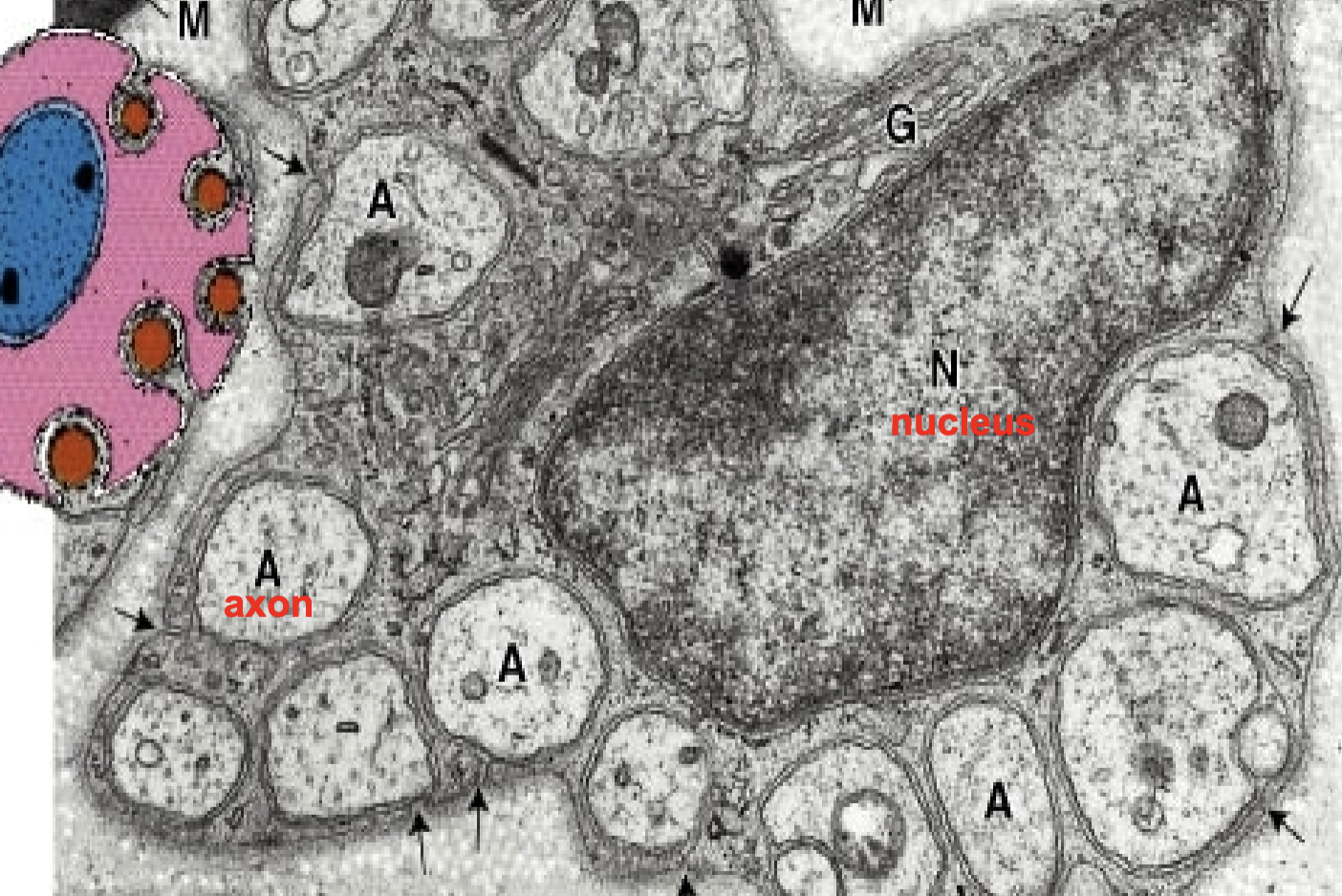 <p>PNS</p>