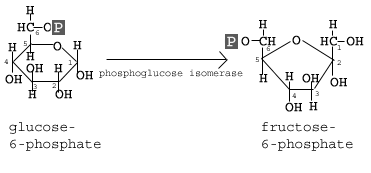 <p>Step 2</p><p>Rearrangement of glucose 6-phosphate (G6P) into fructose 6-phosphate (F6P) (fructose is an isomer of glucose)</p><p>6-member ring to 5-member ring </p>