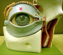 <p>upper eyelid</p>