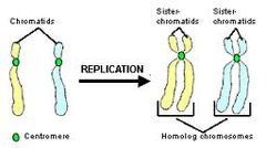 <p>2 sister chromatids but one chromosome</p>