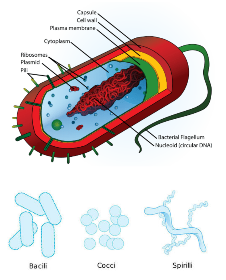 <ul><li><p>bacteria - prokaryotic, unicellular organisms that reproduce asexually through binary fission. only some are pathogenic.</p></li><li><p>bacteria shapes</p><ul><li><p>bacilli - rod shaped</p></li><li><p>cocci - ball shaped</p></li><li><p>spirilli - spiral shaped</p></li></ul></li><li><p>some bacteria have a protective capsule that prevents the bacteria being recognised by the immune system + engulfed by macrophages</p></li><li><p>ex. Clostridium tetani causing tetanus</p></li></ul><p></p>