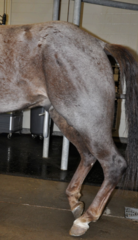 <p>What are superficial digital flexor or gastrocnemius muscle/tendon ruptures usually caused by?</p>
