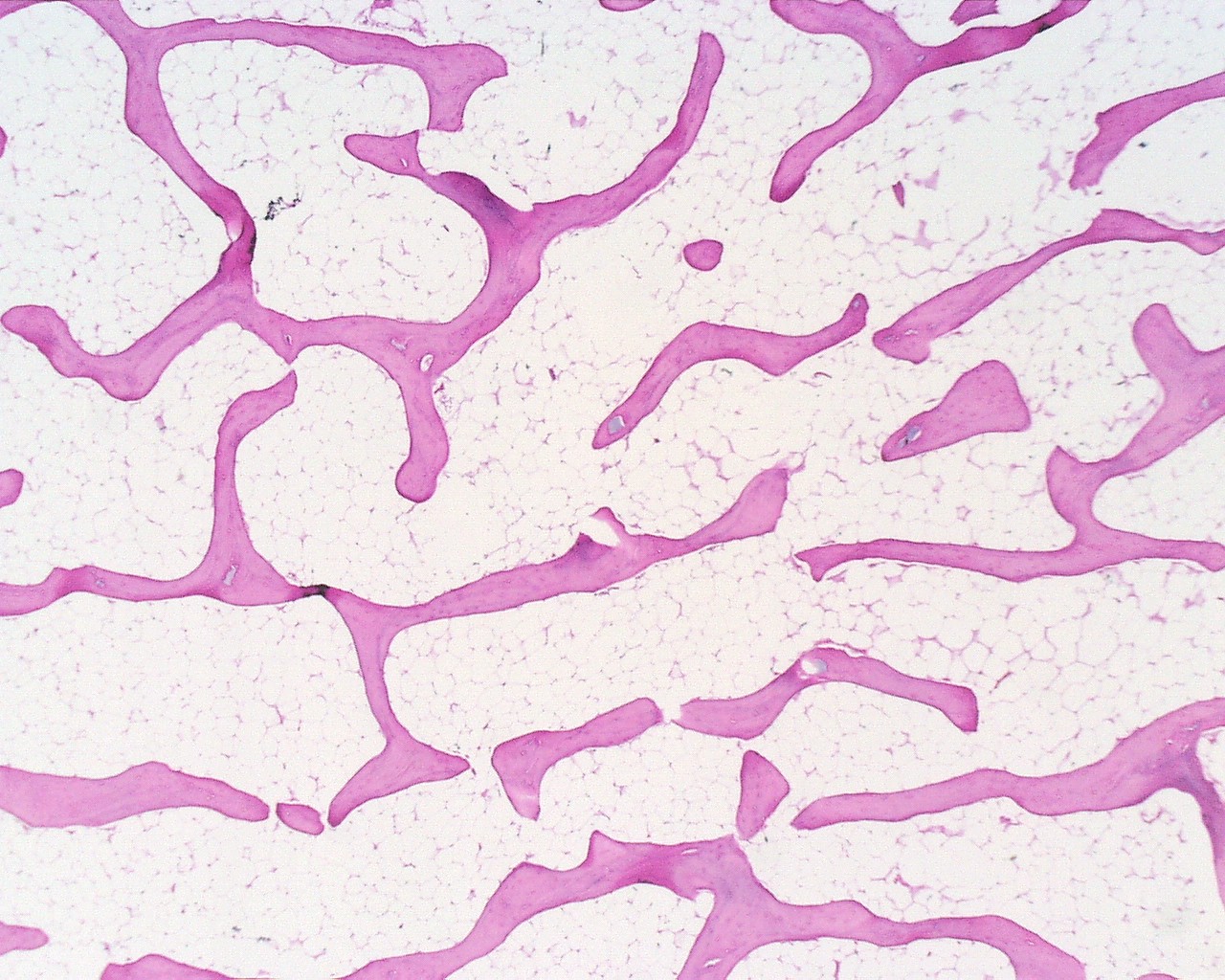 <p>Identifica el tejido</p>