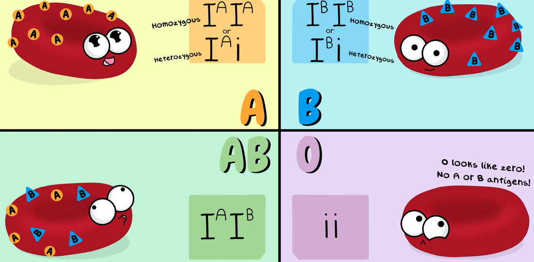 <ul><li><p><span>Humans have 4 blood group phenotypes: A,B,AB or O</span></p></li><li><p><span>Blood type is determined by three possible alleles:</span></p></li><li><p><span> and </span>Iᴬ, Iᴮ and i </p></li><li><p><span> </span>Iᴬ and Iᴮ<span style="font-family: "Cambria Math";"> </span><span>are codominant</span></p></li><li><p><span>Both </span>Iᴬ and Iᴮ <span>and are completely dominant over i</span></p></li><li><p><span>Therefore, the ABO system demonstrates both codominance and complete dominance</span></p></li></ul><p></p>