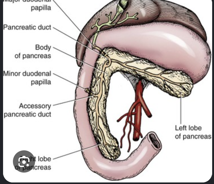 <p>minor papilla </p>