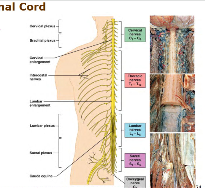 <p>Cervical 8</p><p>Thoaracic - 12</p><p>Lumbar - 5</p><p>Sacral - 5</p><p>Coccygeal - 0</p>
