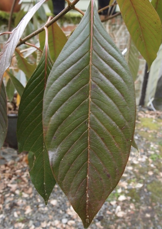 <p>Leaf margin</p>