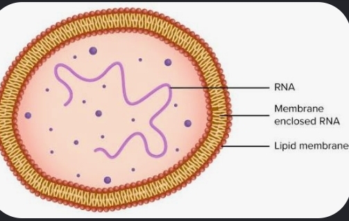 <p>Why are prokaryotic cells considered undeveloped?</p>