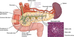 <p>The process by which glands release hormones that target and affect the function of specific tissues/organs.</p>