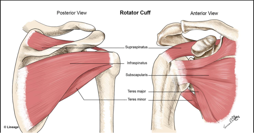 <p>Supraspinatus</p><p>Infrasspinatus</p><p>Teres Minor</p><p>Subscapularis</p>