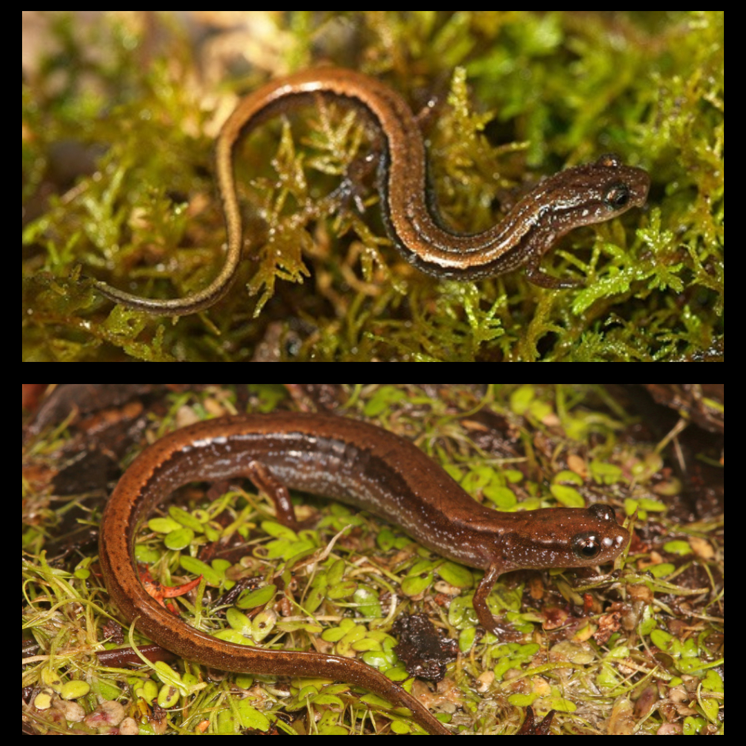 <p>Dwarf Salamander</p>