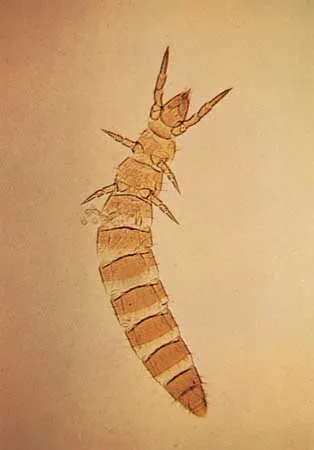 term image