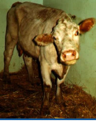 <p>This cow presented for sterterous breathing, dysphagia, and paresis of the tongue. The cow also has nystagmus and head tilt and circles nonstop to the right. Thoughts?</p>