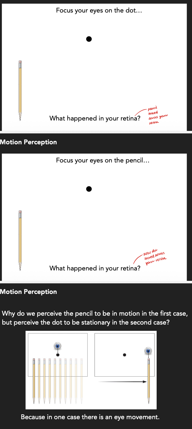 <p>Because in the first demonstration, our eyes were fixated on the dot. But in the second demonstration, we followed the pencil. </p><p></p><p>Hence, this <strong>eye movement </strong>in the second demonstration allowed us to differentiate between changes in object position due to motion, or due to our eyes moving around. </p>