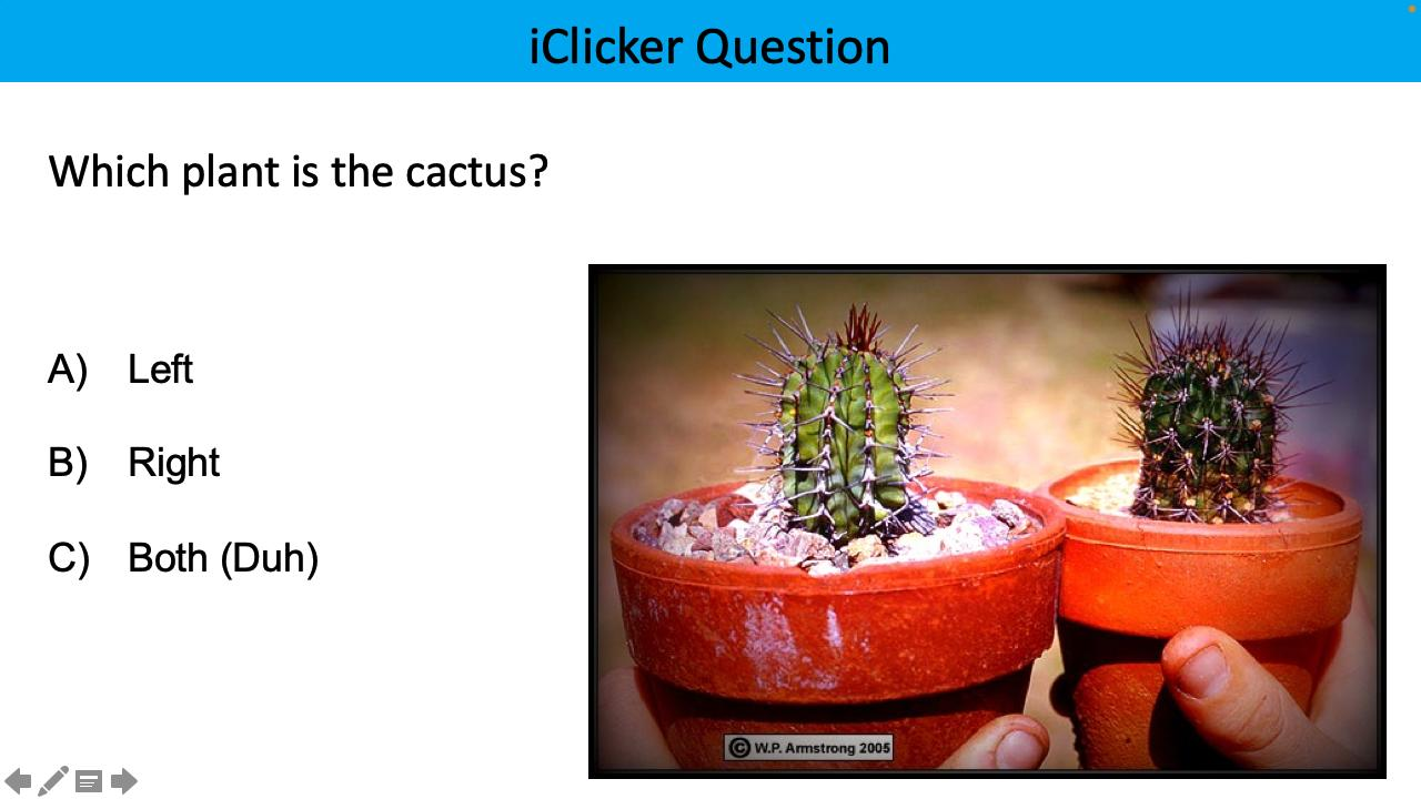 <p>which plant is the cactus?</p>