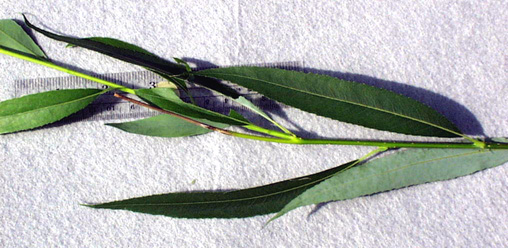 <p>scientific name + cultivar </p>