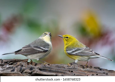 <p>Many breed and winter</p><p>Green back, yellow below, some streaking on flanks, light underparts, white undertail coverts</p><p>Yellow eye arcs!!</p><p><strong>Song</strong>: Loose, bubbly, musical trill</p>