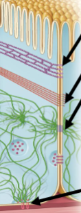 <p>-Cell Junction</p><p>-Connects to Intermediate Filaments</p><p>-Sticks Cells Together</p>