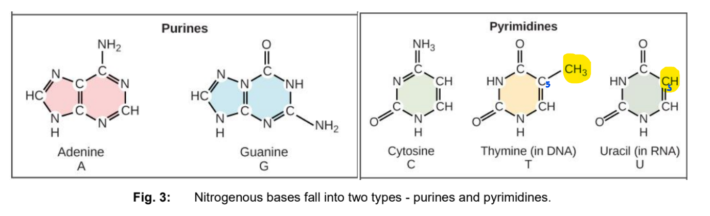 <p>What is nitrogenous base:</p><ul><li><p>A nitrogenous base has a <strong>nitrogen-containing ring structure</strong></p></li></ul><p></p><p>Two types of nitrogenous bases: </p><ul><li><p><mark data-color="purple" style="background-color: purple; color: inherit;">Purines:</mark> </p><ul><li><p>Have a <strong>6-membered ring</strong> <u>fused</u> to a <strong>5-membered ring </strong>(double ring)</p></li><li><p>Adenine (A) &amp; Guanine (G) → both DNA and RNA</p></li></ul></li><li><p><mark data-color="purple" style="background-color: purple; color: inherit;">Pyrimidines: </mark></p><ul><li><p>Have a <strong>6-membered ring</strong></p></li><li><p>Cytosine (C) &amp; Thymine (T) → in DNA</p></li><li><p>Cytosine (C) &amp; Uracil (U) → in RNA</p></li><li><p>Only difference between T and U is the presence of a methyl substituent at the C<sub>5</sub></p></li></ul></li></ul><p></p>