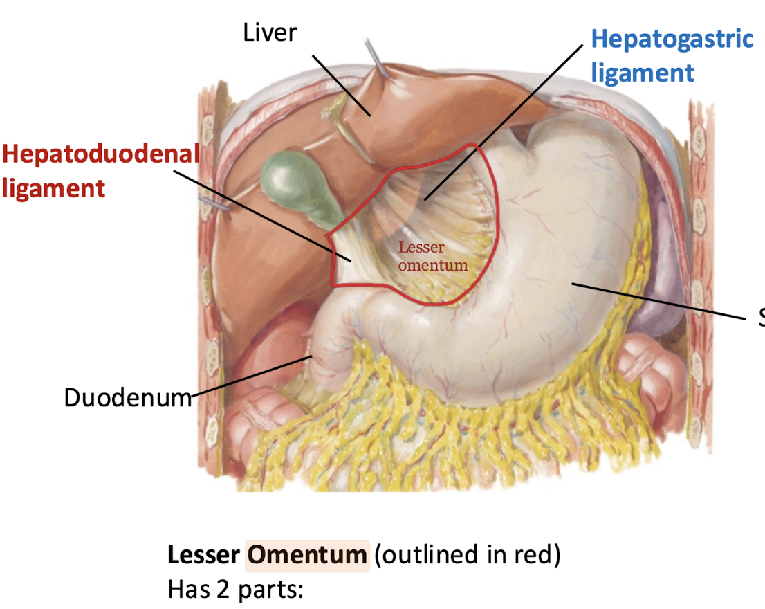<p>Lesser omentum</p>