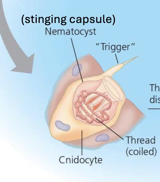<p>Capsule INSIDE the cell that HOLDS a COILED, BARBED THREAD</p>