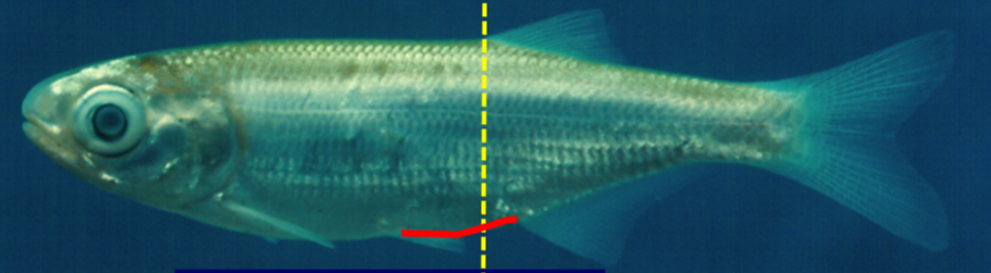 <p>Superficially like shads and herrings but have toothed tongues</p>