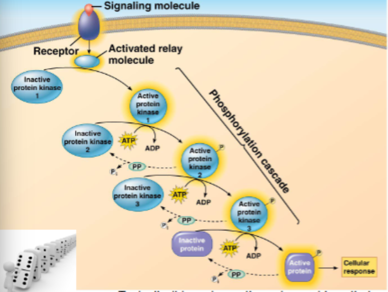 <ul><li><p>signals relayed from receptors to target molecules via a ‘cascade’ of molecular interactions</p></li><li><p>protein kinases are enzymes that transfer a phosphate group from ATP to another (specific) protein (kinases phosphorylate), typically, this activates the protein</p></li><li><p>series of protein kinases each adding a phosphate to the next kinase</p></li><li><p>phosphates are enzymes that dephosphorylate (remove the phosphate) rendering the protein inactive, but recyclable</p></li><li><p>typically, it is serine or threonine residues that are phosphorylated</p></li><li><p>this means that mutations affecting these residues could be detrimental</p></li></ul><p></p>