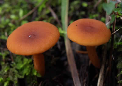 <p>Name? </p>