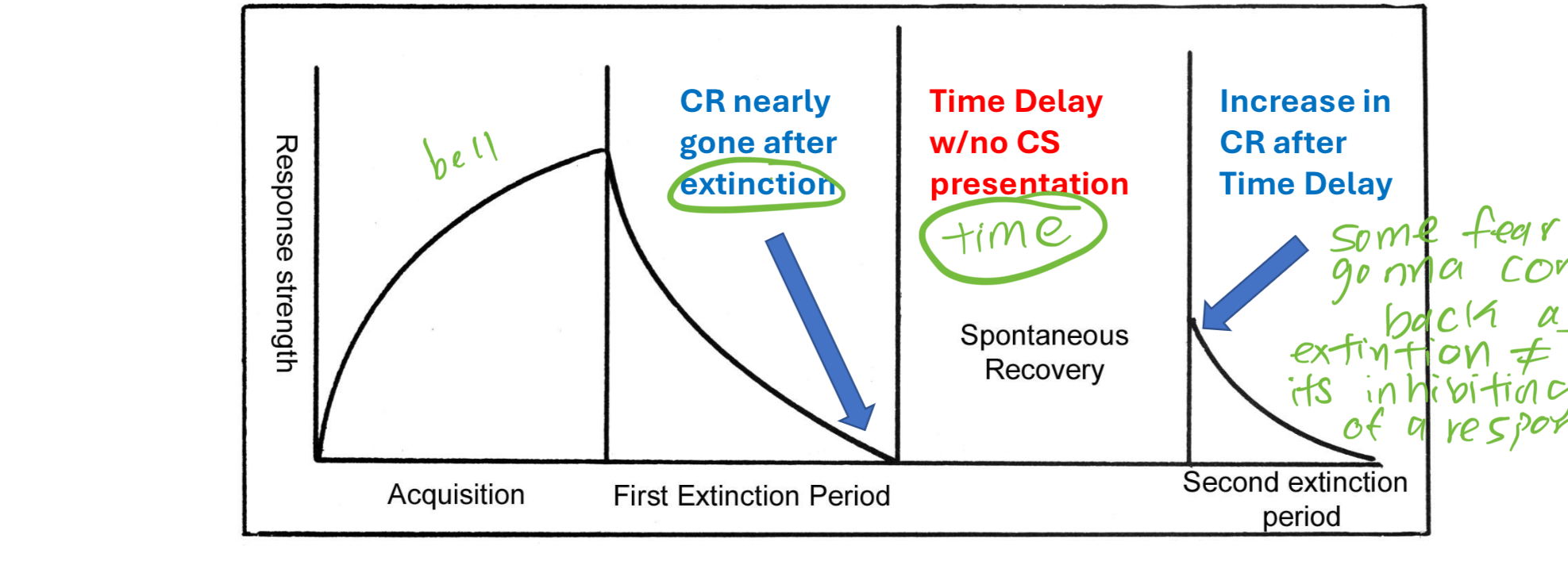 <p>return of CR after period of time (NOTHING ELSE — just time)</p><ul><li><p>fear doesnt disappear just inhibited </p></li></ul><p></p>