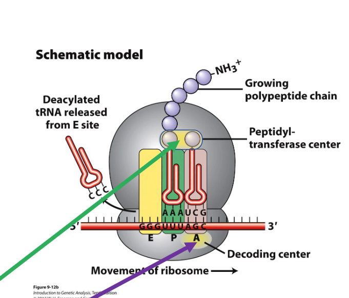 <ul><li><p><strong>A site (Aminoacyl site):</strong> This is where incoming charged tRNAs, carrying their specific amino acids, first bind and pair with the mRNA codon.</p></li><li><p><strong>P site (Peptidyl site):</strong> This site holds the tRNA that is attached to the growing polypeptide chain.</p></li><li><p><strong>E site (Exit site):</strong> This is where uncharged tRNAs (tRNAs that have delivered their amino acid) exit the ribosome.</p></li></ul><p></p>