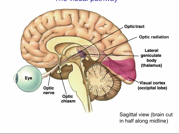 <p>LGN in thalamus </p>
