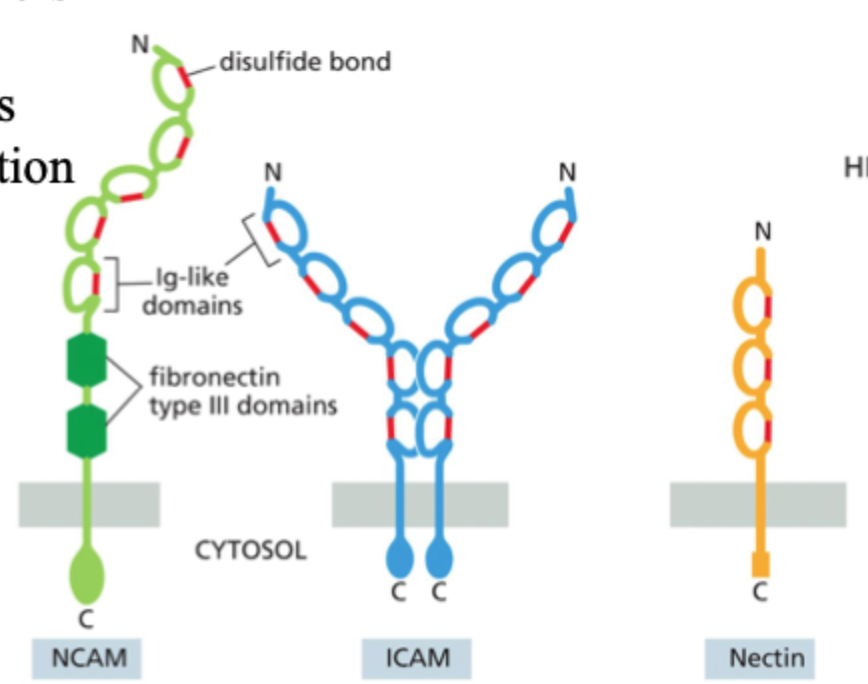 <p>Hvad er hovedpointen med ICAM og VCAM i disse slides?</p>