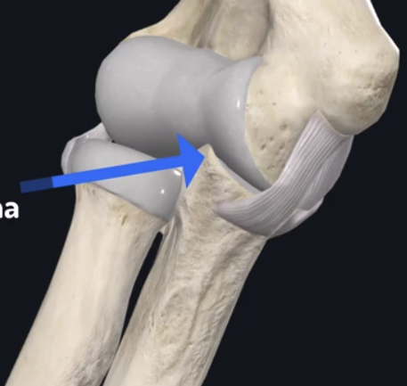 <p>what is the name of this beak like boney extension on the ulna?</p>