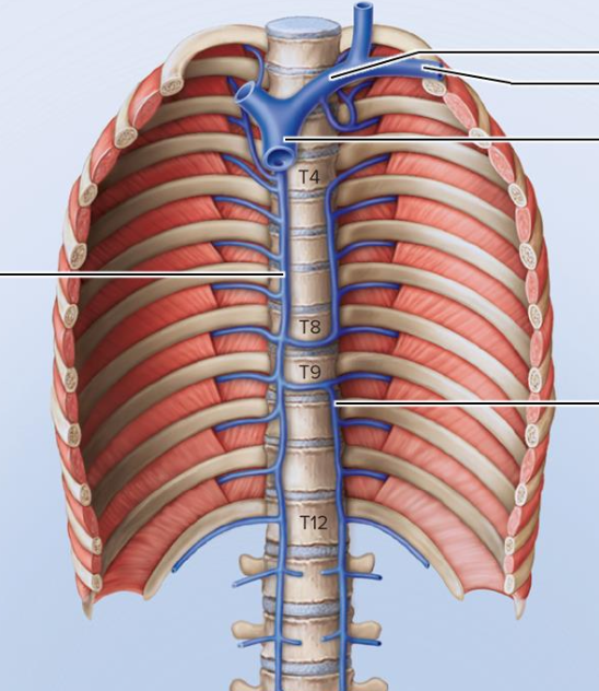 <p>veins of thorax 5</p>