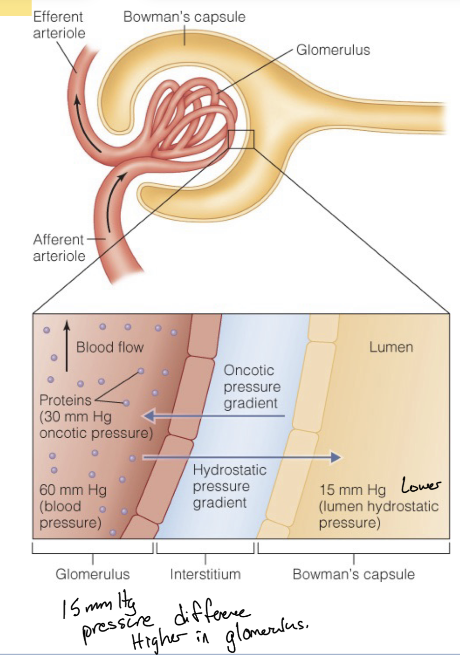 <p>Different pressure gradients between the glomerulus and bowman’s capsule are what drive the movement of filtrate (solutes+H2O) to be filtered or stay in the blood.</p><p>There is a net 15mm Hg of pressure pushing solutes out from blood, through podocytes into bowman’s capsule</p><p>There is 60mm Hg in the glomerulus which is just blood pressure, pushing water and small solutes outward, which is a form of hydrostatic pressure, generated by the presence of water and its force exerted by being present. </p><p>There is also an inward pressure generated by proteins of 30 mm Hg, known as oncotic pressure, pulling the filtrate inward due to the higher concentration of proteins in blood. Proteins cannot be filtered through to Bowman’s capsule, so end up with higher protein concentration in arterioles. To balance this, an osmotic gradient/pressure is generated, pulling water back. </p><p>In Bowman’s capsule there is also an outward pressure, attempting to keep filtrate out and push back against the flow of solutes and water, but it is only 15 mm Hg, known as lumen hydrostatic pressure</p><p>The net is 60 mm Hg outward (out of blood, to Bowman) -45 mm Hg inward (towards blood)= +15mm Hg towards Bowman’s capsule, describing that flow is not just uncontested, but net pressure pushes the filtrate outwards from the arterioles of each nephron.</p>