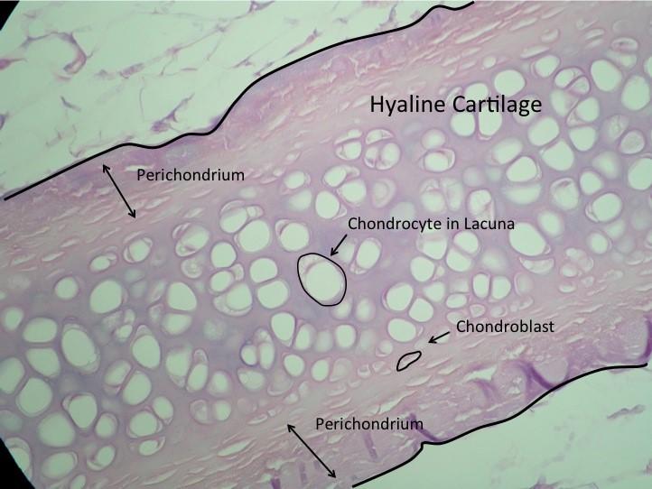 <p>function: supports and reinforces; serves as resilient cushion; resists compressive stress</p><p>location: forms most of the embryonic skeleton; covers the ends of long bones in join cavities; forms costal cartilages of the ribs; cartilages of the nose, trachea, and larynx</p>