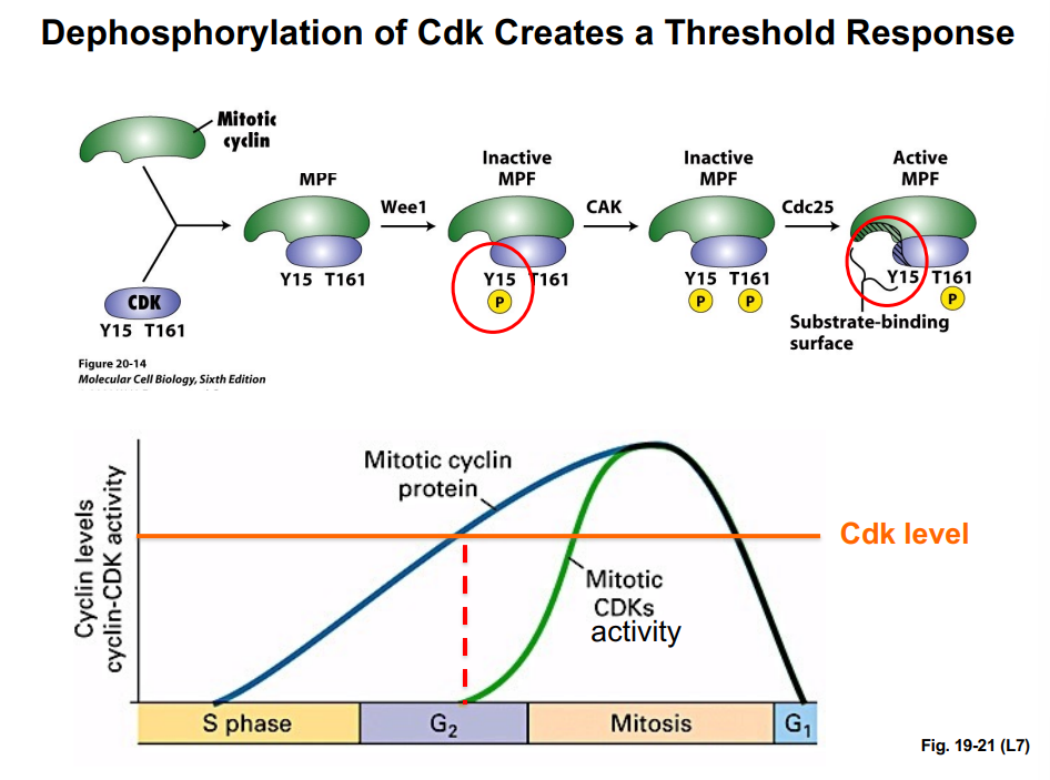 <p><span style="background-color: transparent;"><strong>Threshold Response and Positive Feedback Loops</strong></span></p>